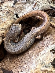 Hemidactylium scutatum