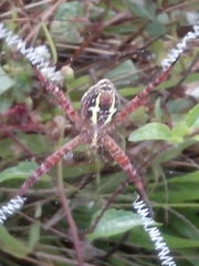 Argiope aemula
