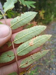Sorbus sibirica