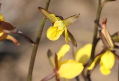 Eulophia hians inaequalis