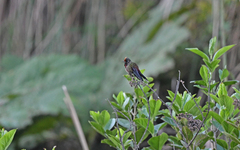 Chalcostigma herrani