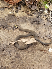 Diadophis punctatus punctatus