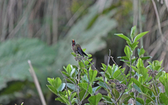 Chalcostigma herrani