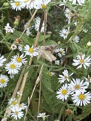 Anagrapha falcifera