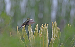 Chalcostigma herrani