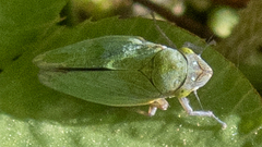 Helochara communis