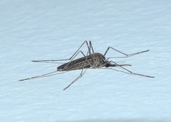 Culiseta longiareolata