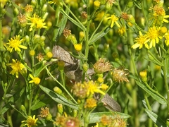 Anacridium aegyptium