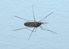 Culiseta longiareolata