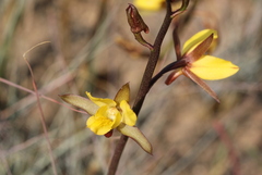 Eulophia hians inaequalis