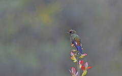 Chalcostigma herrani