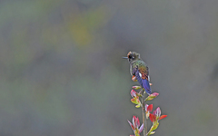 Chalcostigma herrani