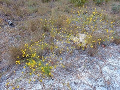 Acmaeodera pulchella