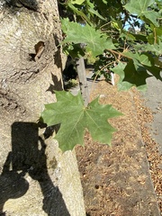 Acer platanoides