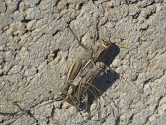 Eyprepocnemis plorans