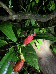 Malvaviscus penduliflorus