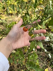 Solanum lycopersicum