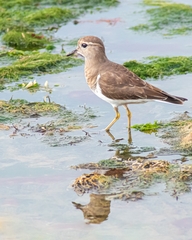 Charadrius modestus