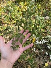 Solanum lycopersicum