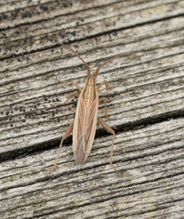 Stenodema trispinosum