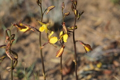 Eulophia hians inaequalis