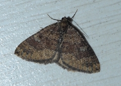 Larentia malvata