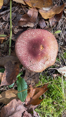 Tricholomopsis rutilans