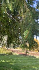 Picea abies