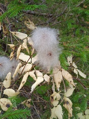 Clematis alpina sibirica