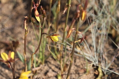 Eulophia hians inaequalis