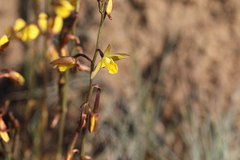 Eulophia hians inaequalis