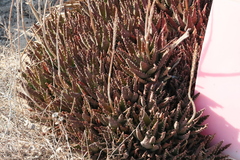 Aloe perfoliata
