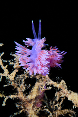 Flabellina affinis