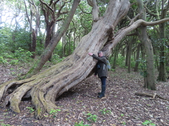 Olearia traversiorum