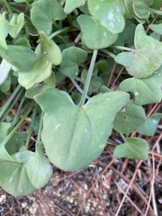 Rumex induratus