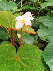 Begonia areolata