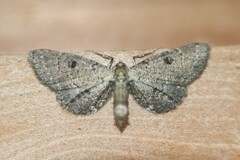 Tornos punctata