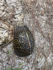 Terrapene carolina bauri