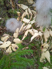 Clematis alpina sibirica