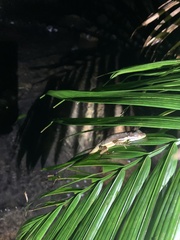 Anolis oxylophus