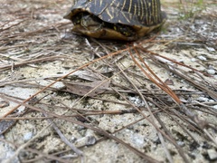 Terrapene carolina bauri