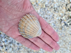 Acanthocardia tuberculata