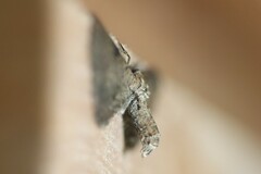 Tornos punctata
