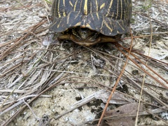 Terrapene carolina bauri