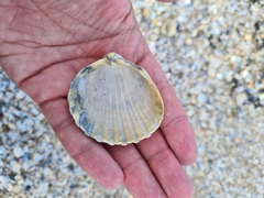 Acanthocardia tuberculata