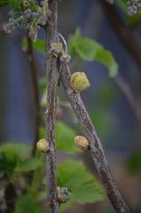 Cecidophyopsis ribis