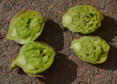 Cecidophyopsis ribis