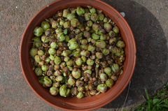 Cecidophyopsis ribis