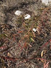 Stillingia texana