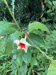Mandevilla hirsuta